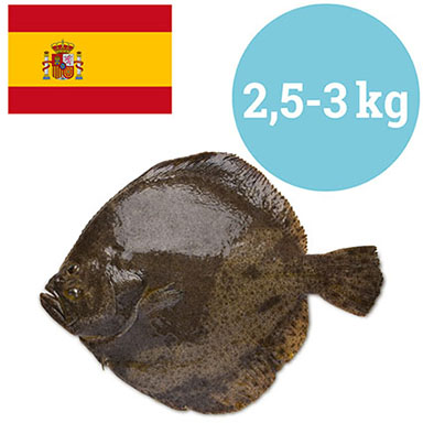 STEINBUTT SPANIEN 2,5-3 kg GEZÜCHTET