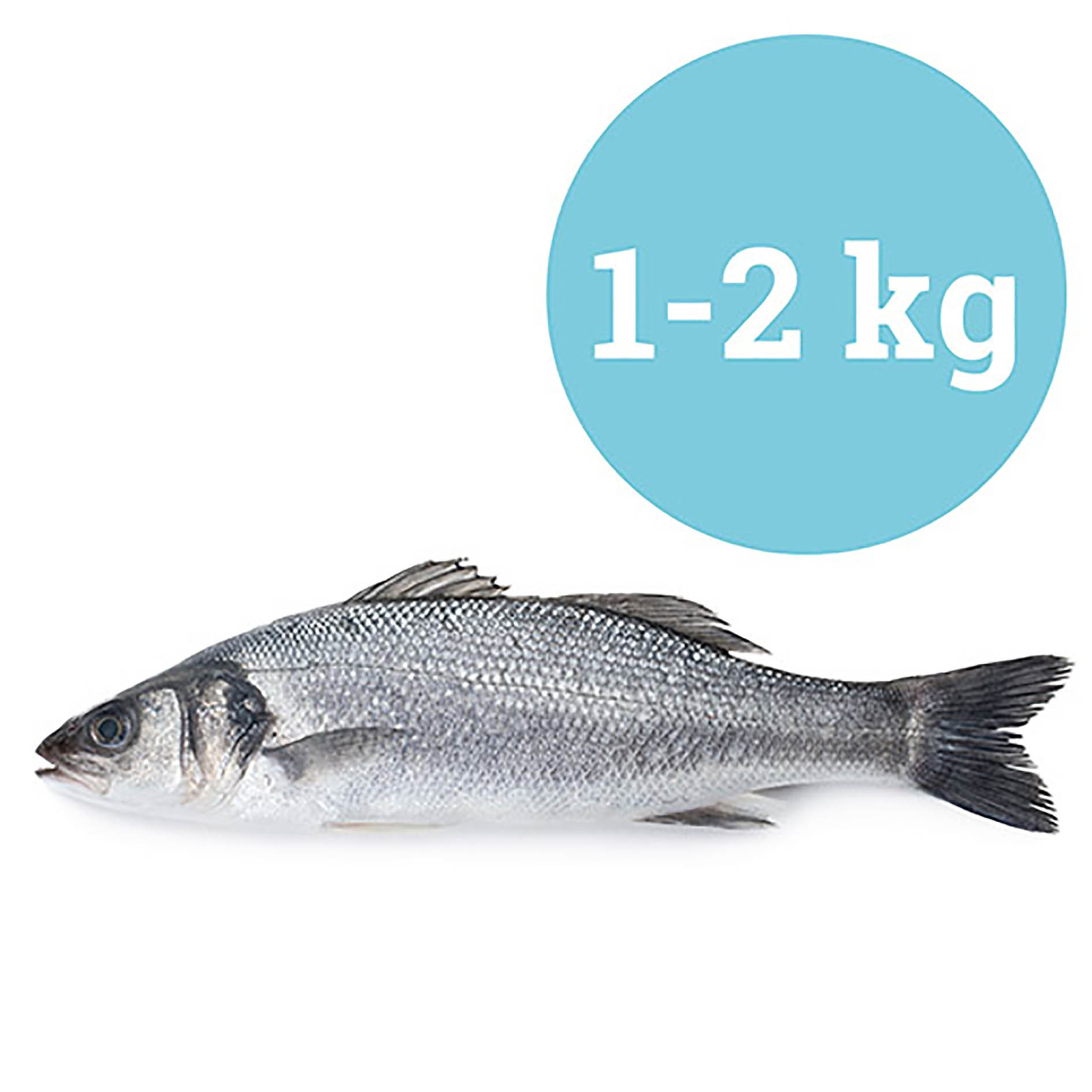 BRANZINO MEDITERRANEO 1-2 Kg PESCATO