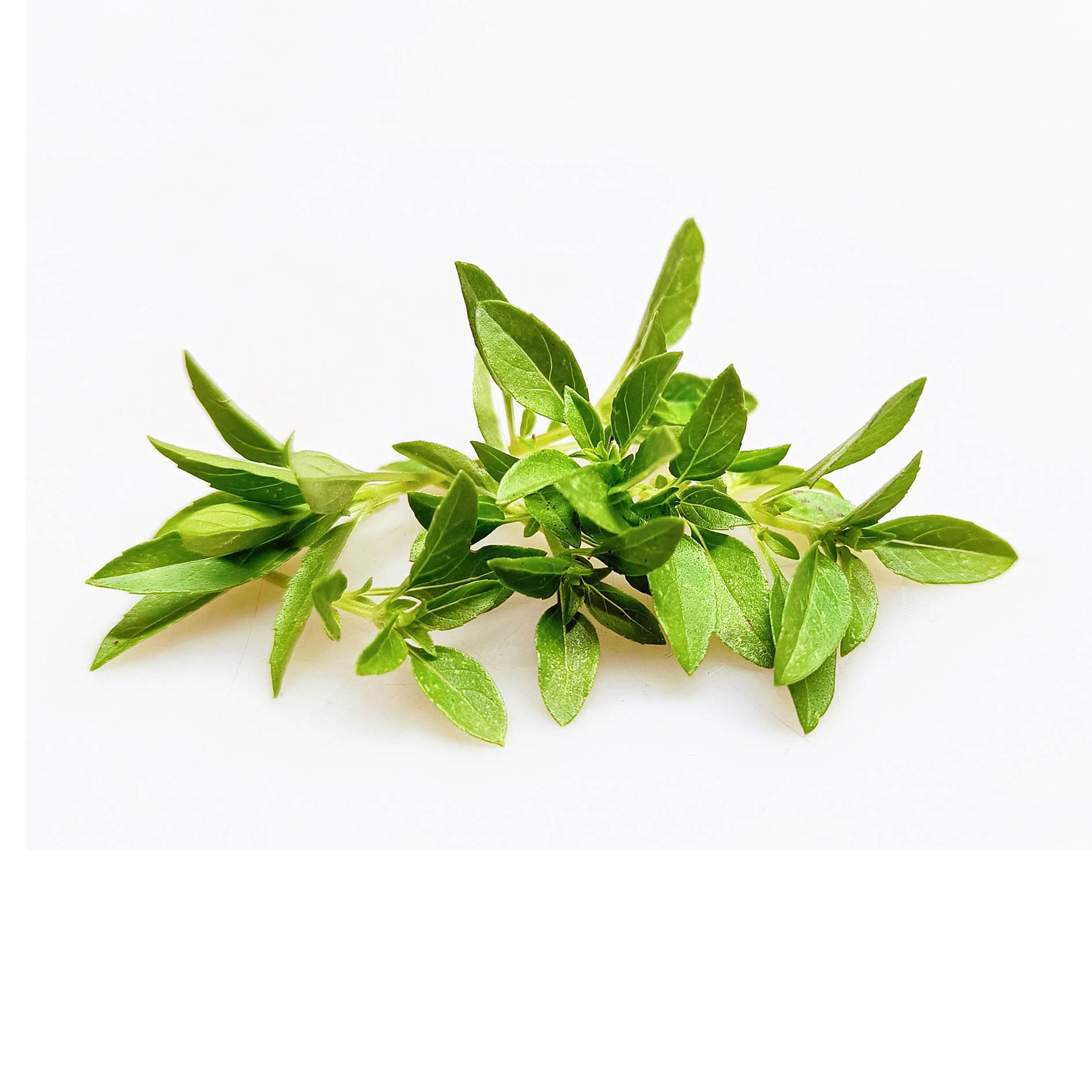 ALPIN HERBS 30 PUNTE DI BASILICO VERDE 10g