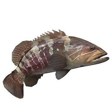 CERNIA BIANCA PESCATA 3-5kg