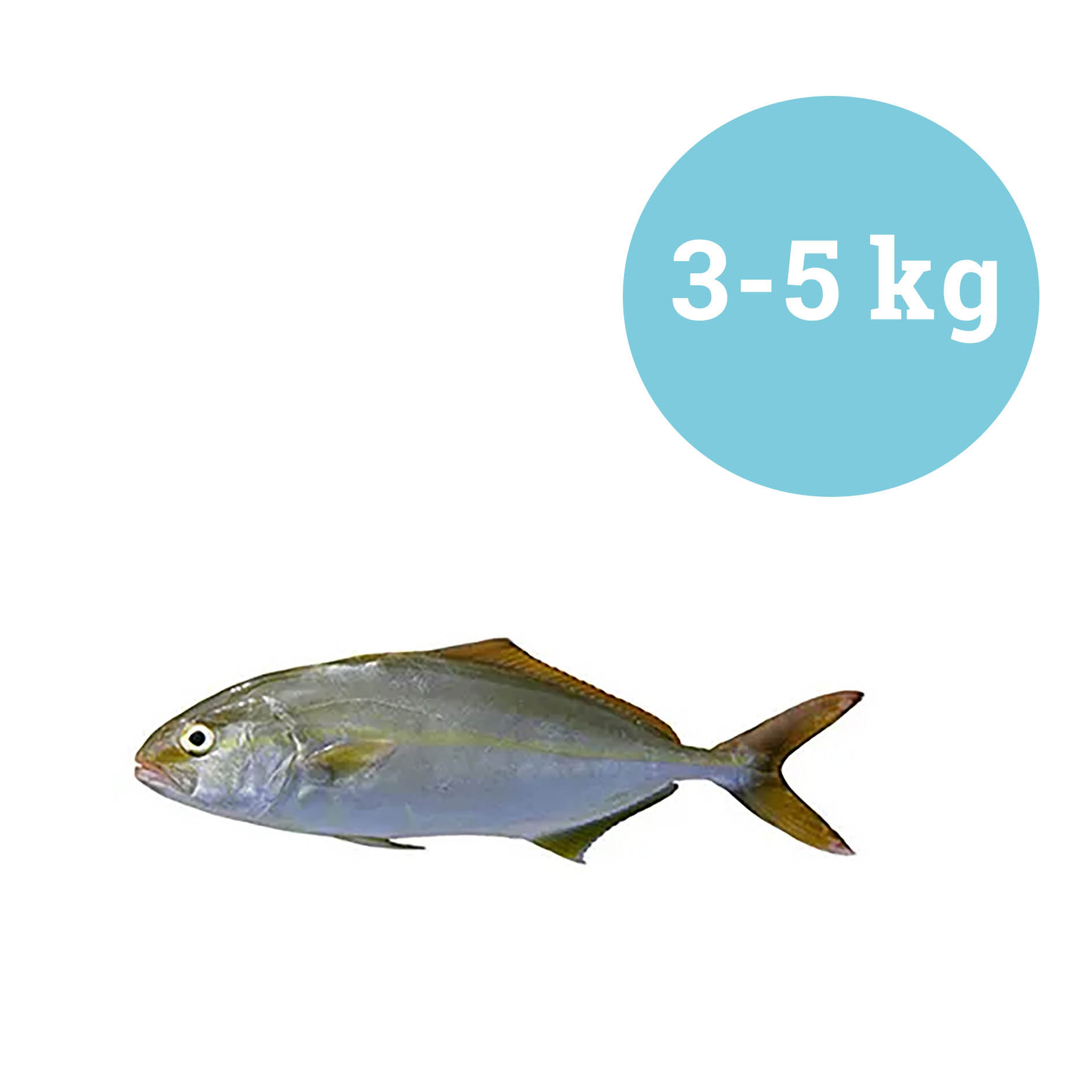 BERNSTEINFISCH ATLANTIK 3-5 kg WILDFANG