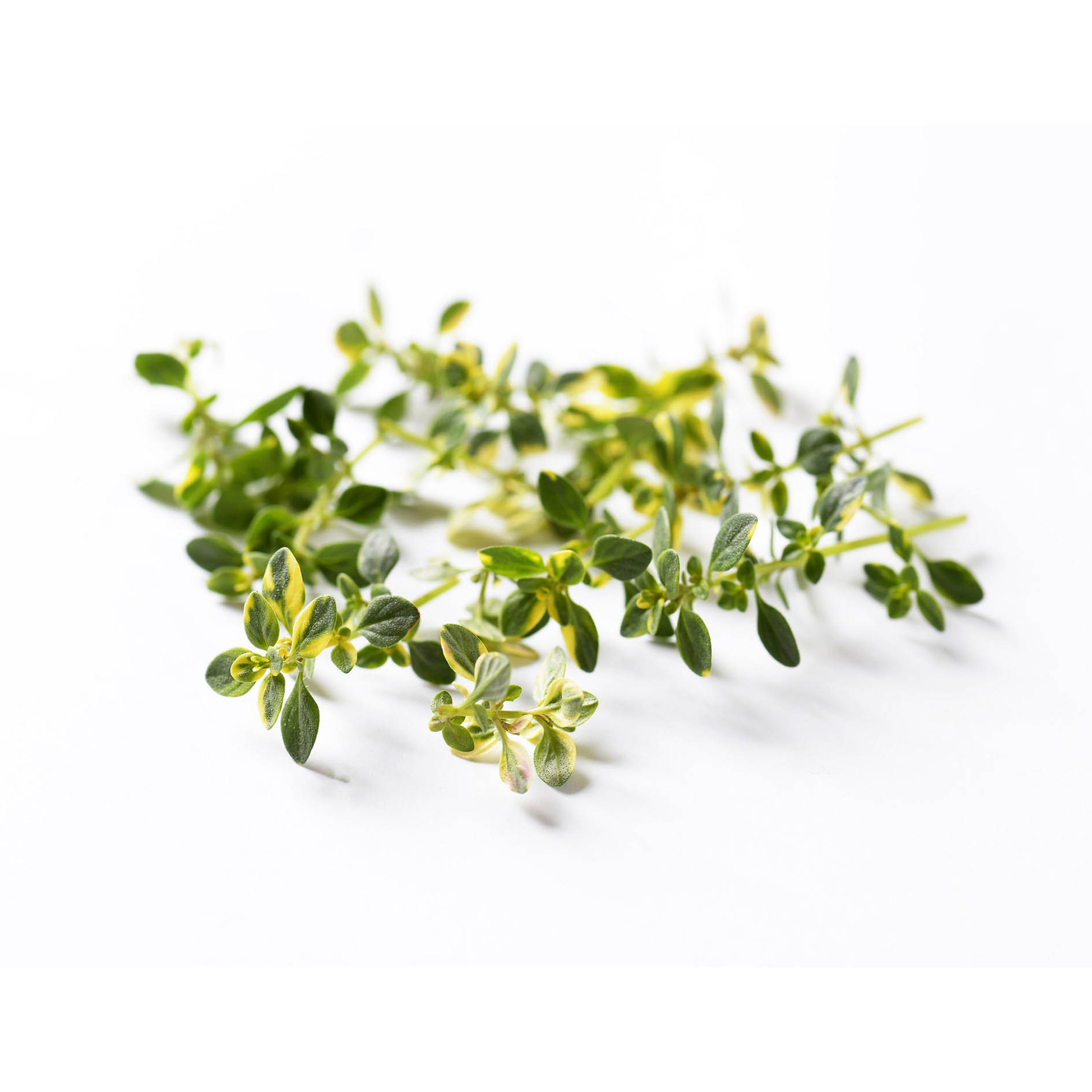 ALPIN HERBS 60 PUNTE DI TIMO AL LIMONE 10g