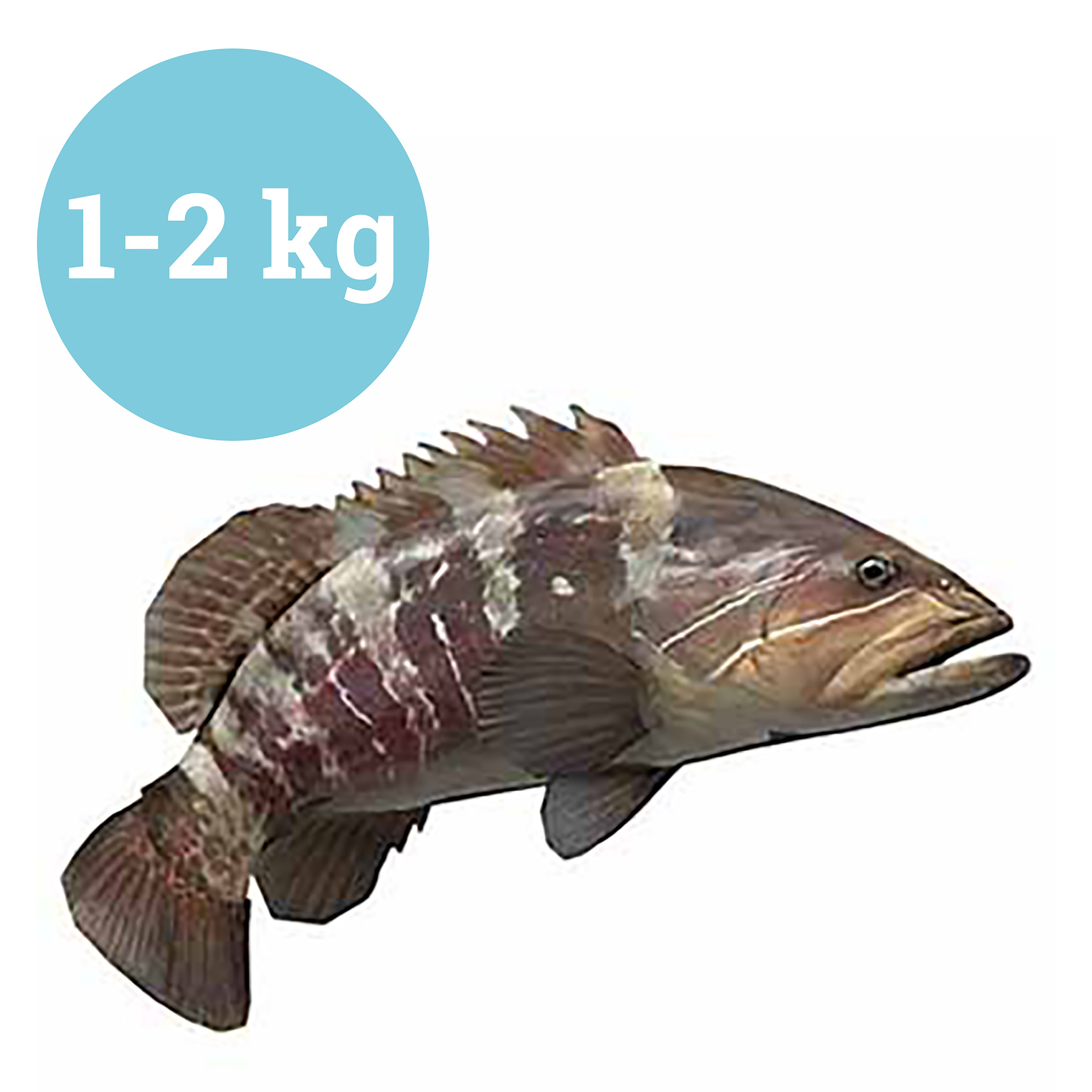 CERNIA DORATA/DOTTO PESCATA 1-2kg