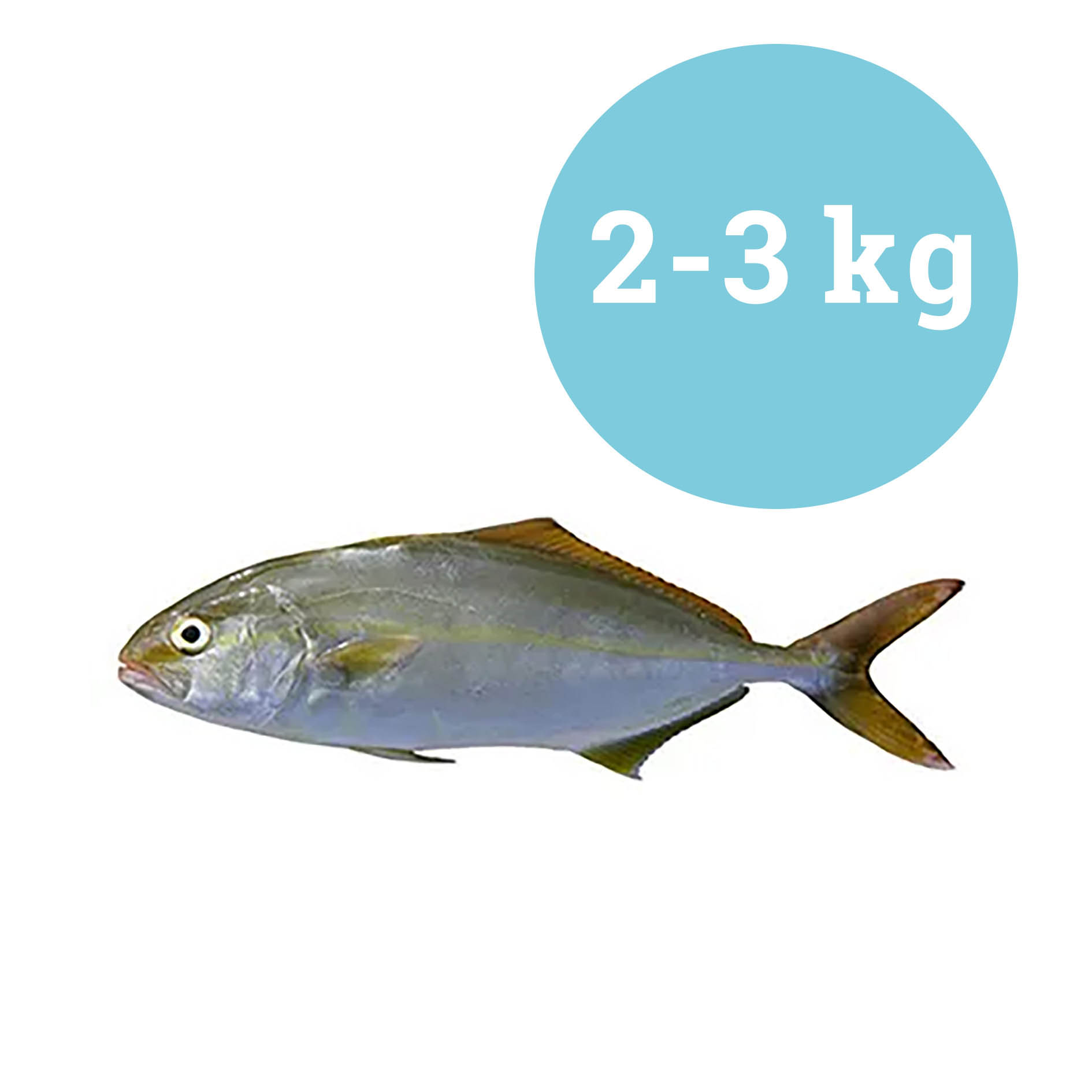 BERNSTEINFISCH GELBSCHWANZ. HOLLAND 2-3 kg GEZÜCHT