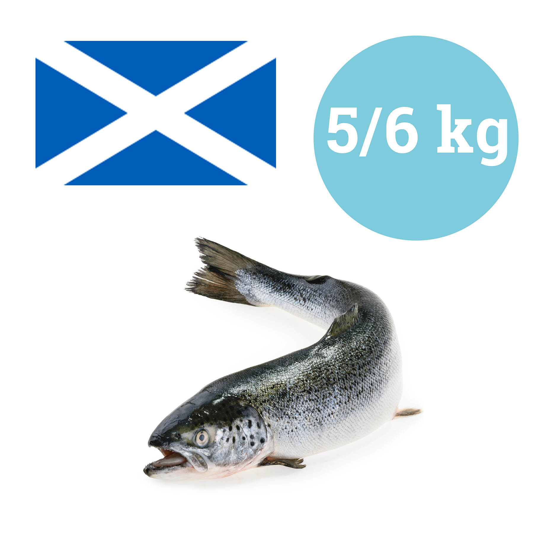 LACHS AUSGENOMMEN GEZÜCHTET SCHOTTLAND 5-6kg