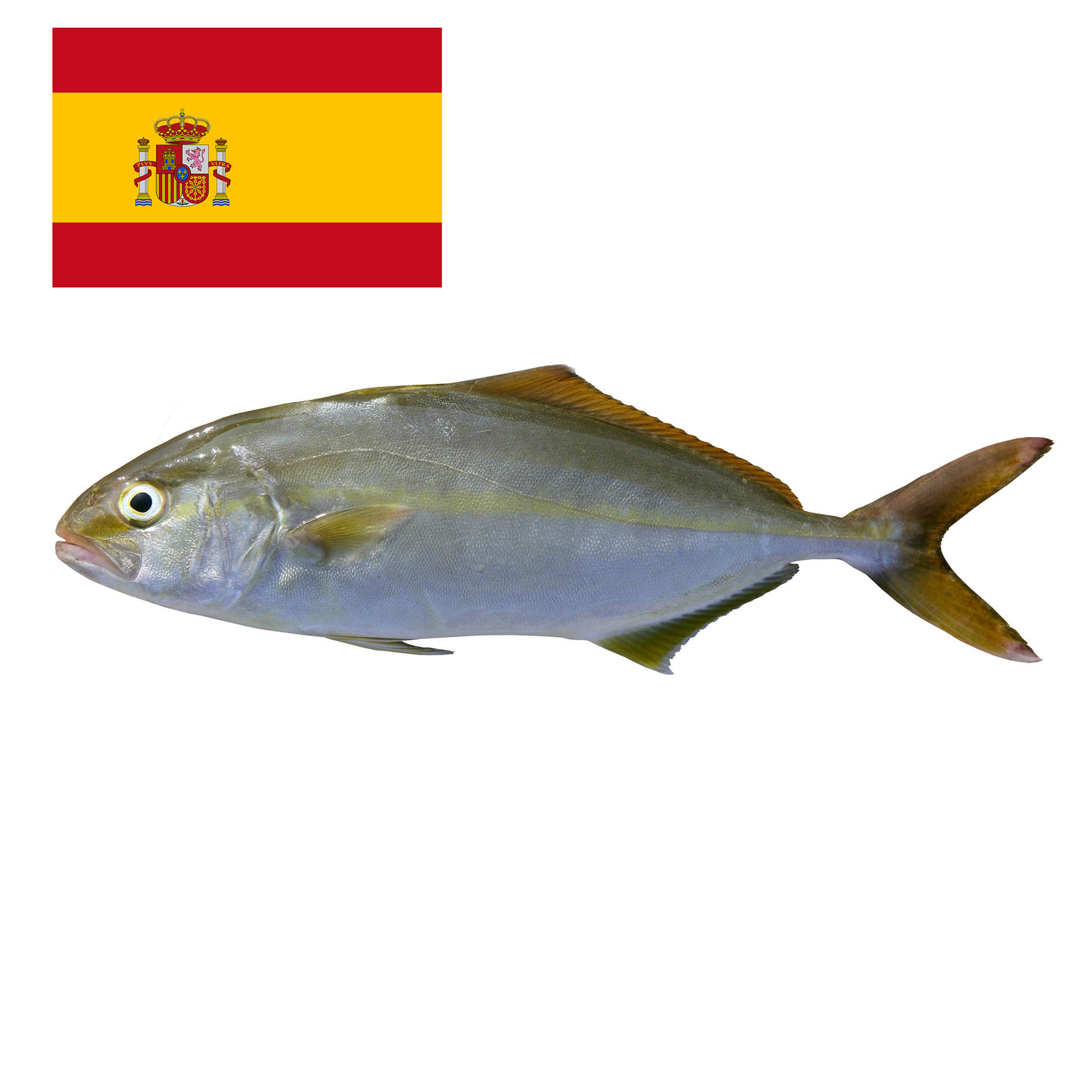 BERNSTEINFISCH SPANIEN 2-4kg+ GEZÜCHTET