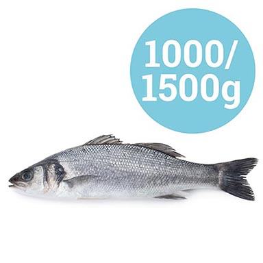 BRANZINO GRECIA 1-1,5 kg ALLEVATO