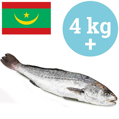 UMBERFISCH ATLANTISCHE MAURITIUS 3-5kg GEZÜCH.