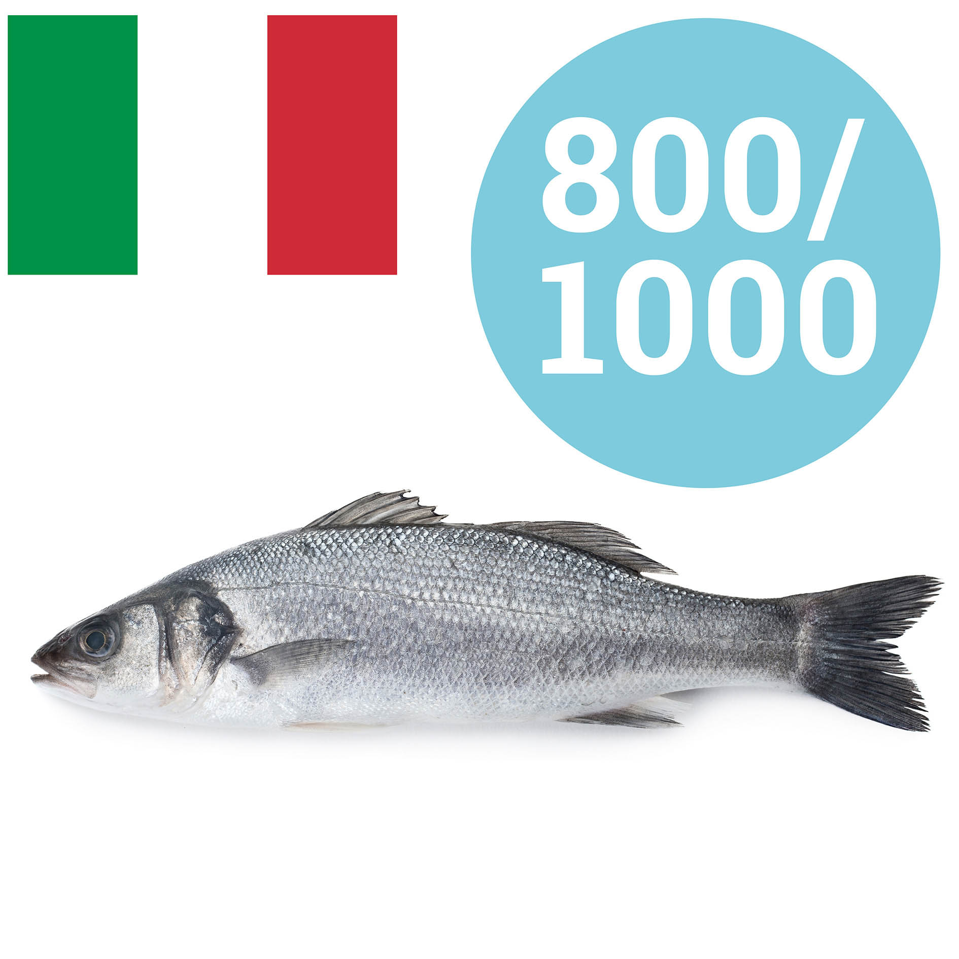 WOLFSBARSCH ITALIEN 800-1000g GEZÜCHTET