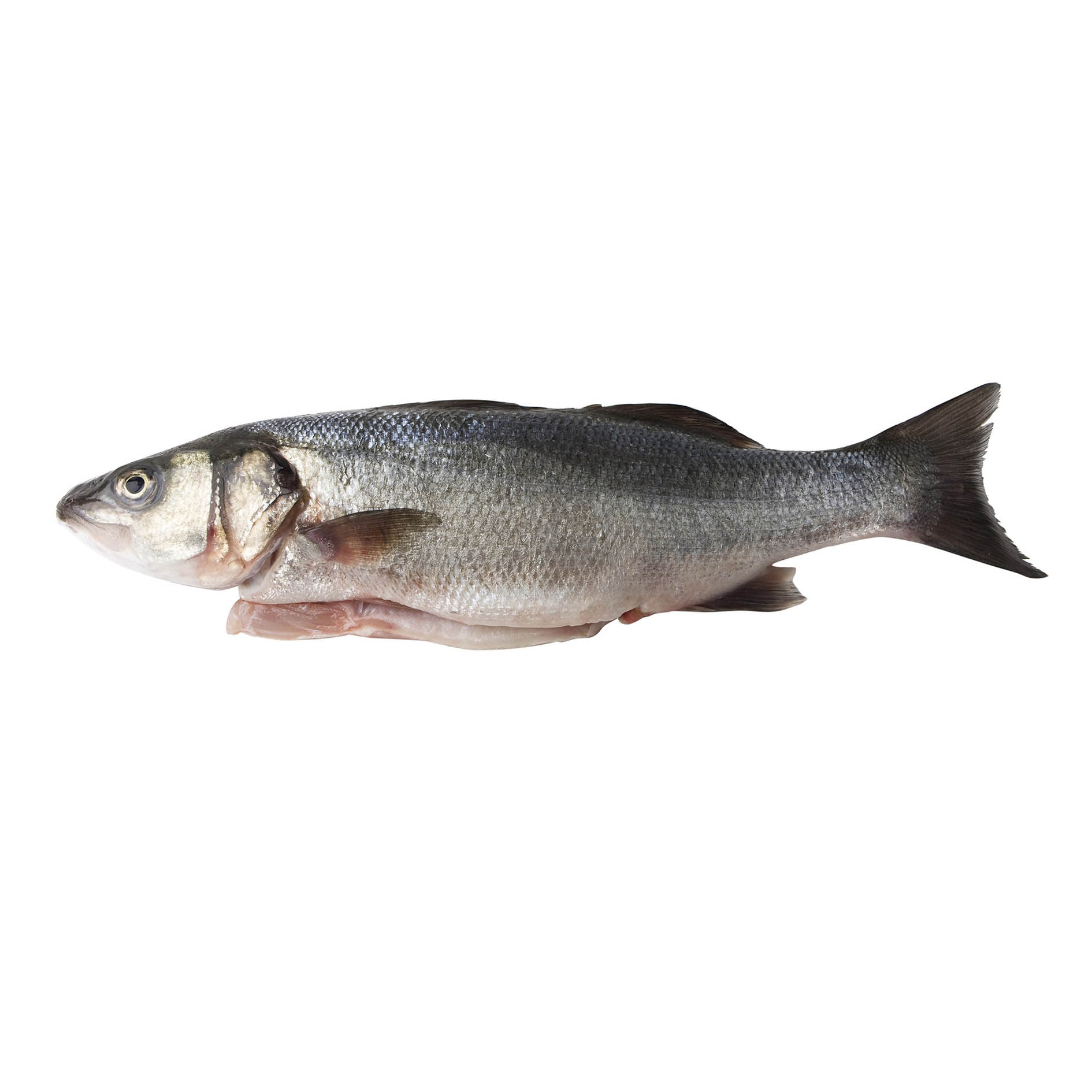 BRANZINO MEDITERRANEO 2-3kg PESCATO