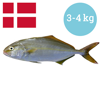 BERNSTEINFISCH DÄNEMARK 1-2 kg GEZÜCHTET