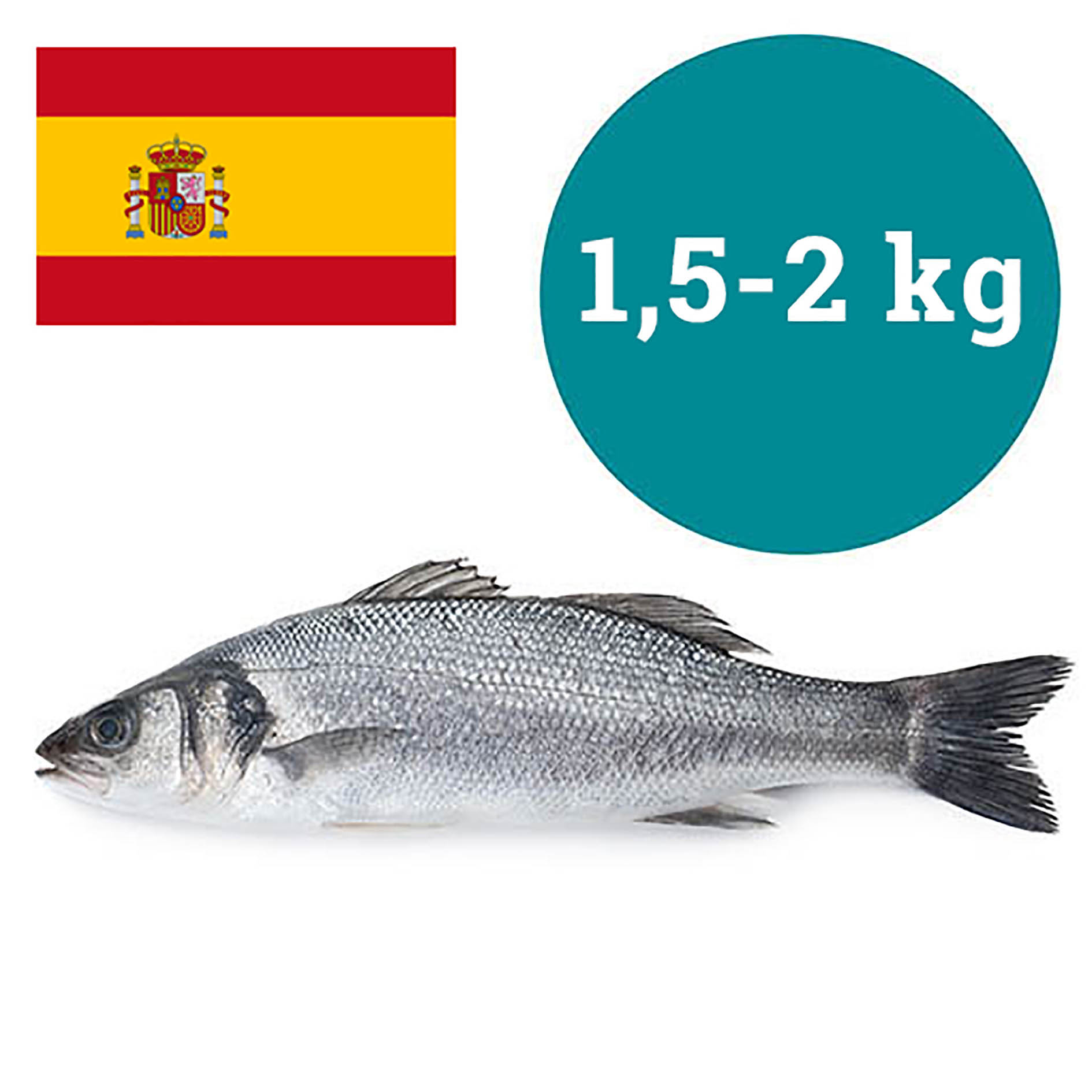 WOLFSBARSCH 1,5-2kg SPANIEN GEZÜCHTET
