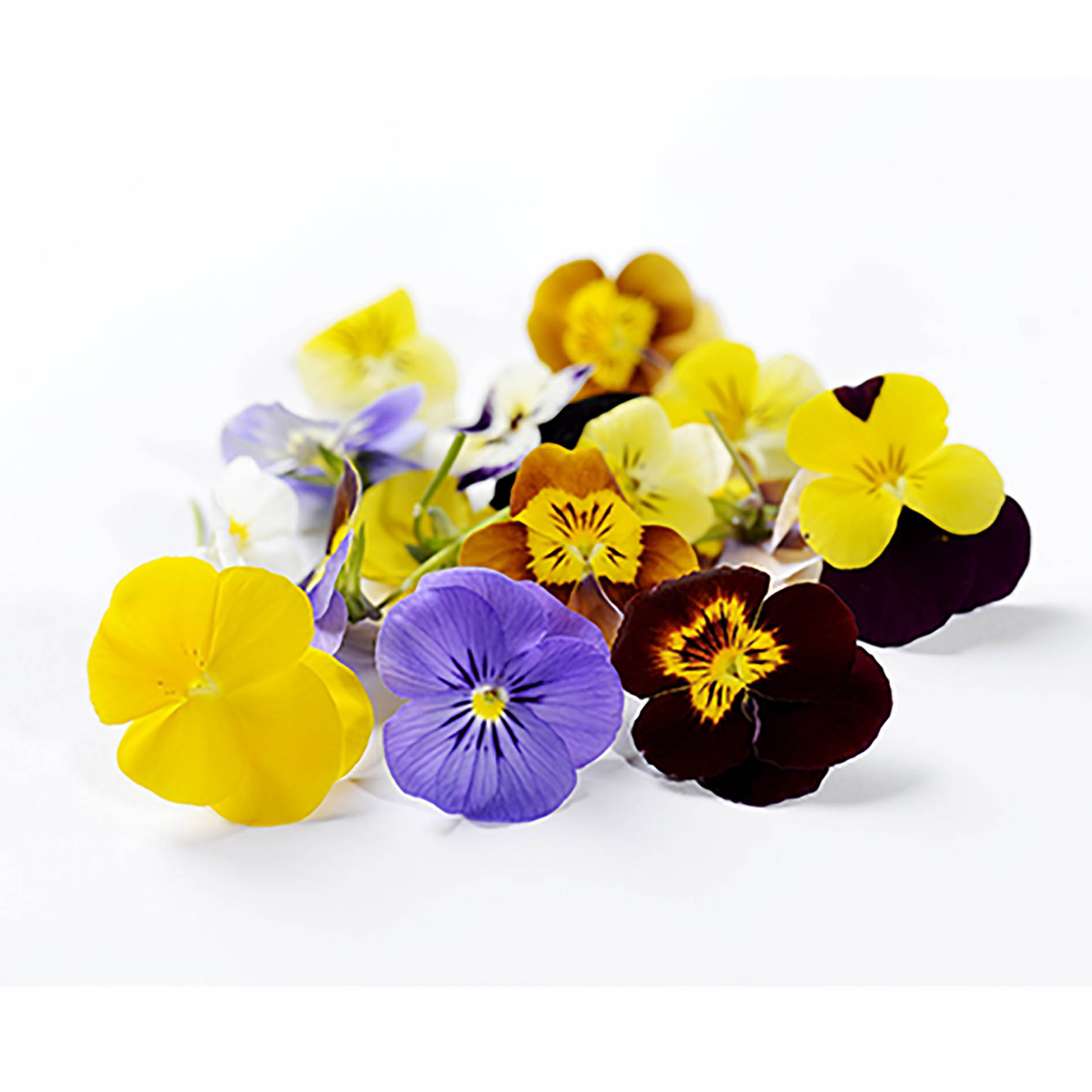 ALPIN HERBS 40 FIORI DI VIOLA CORNUTA VIOLETTA 10g