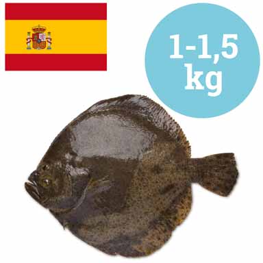 STEINBUTT GEZÜCHTET SPANIEN 1-1,5kg