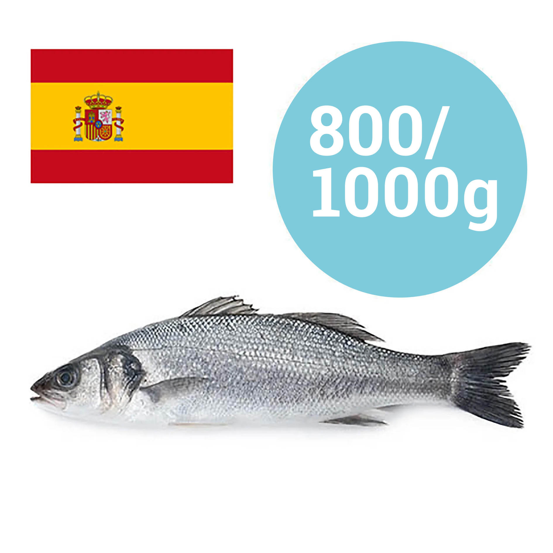 BRANZINO SPAGNA 800-1000g  ALLEVATO