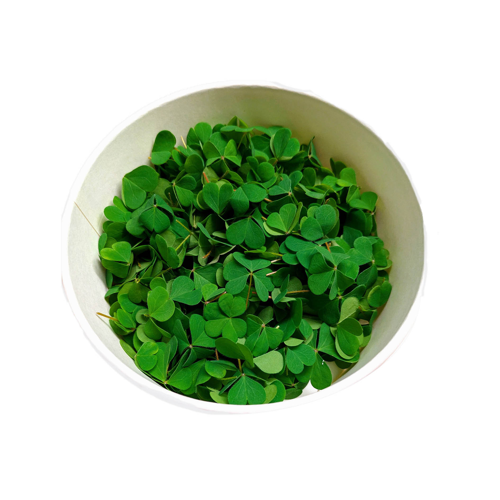 ALPIN HERBS GRÜNER KLEE OXALIS GRÜN 200BLÄTTER 30g