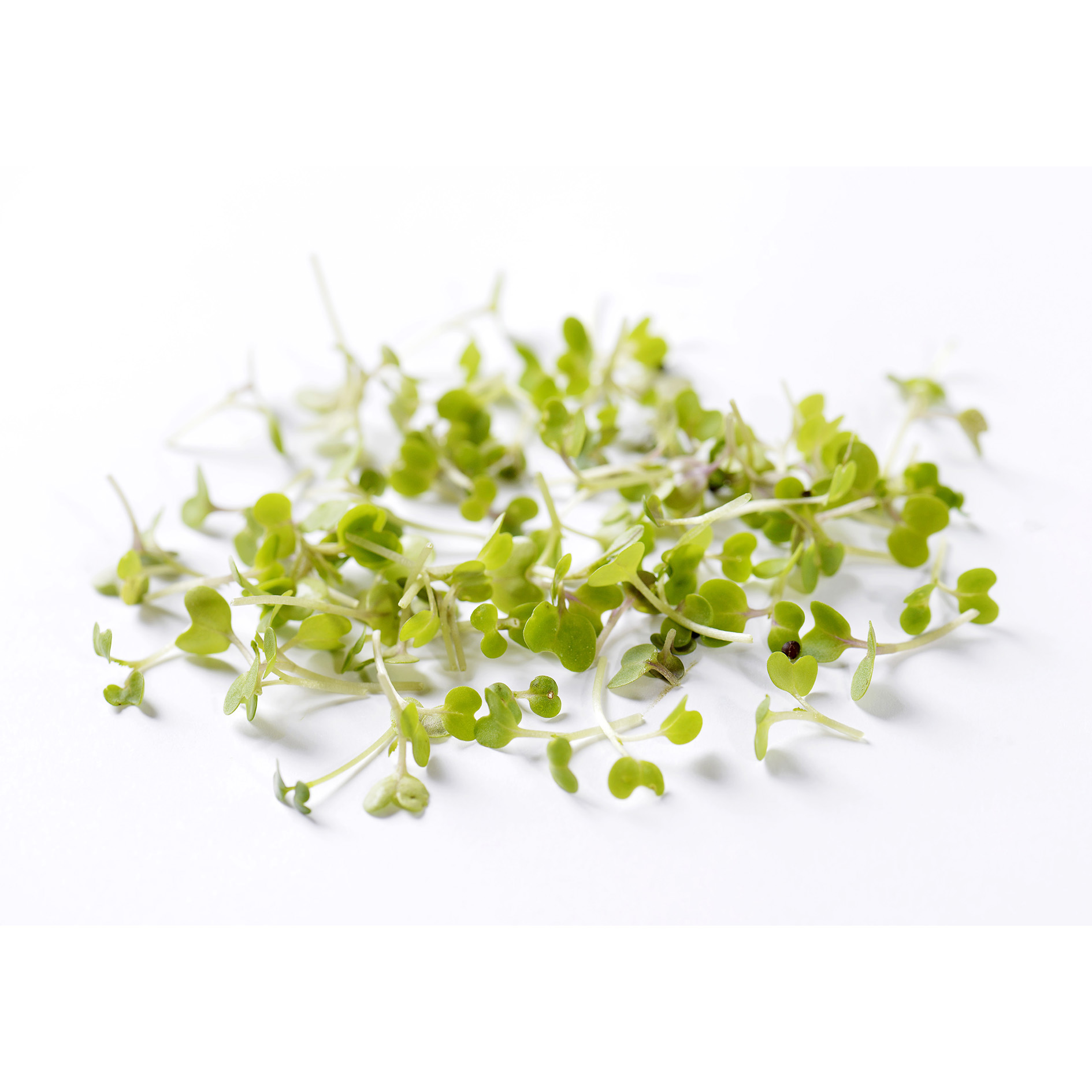 ALPIN HERBS KRESSE RAUKE/RUCOLA 8x150g