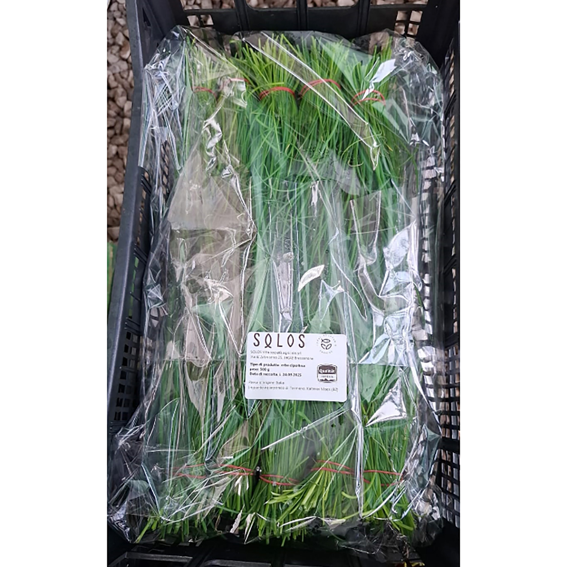SOLOS ERBA CIPOLLINA 50g 10 PZ RETAIL AQUAPONIC