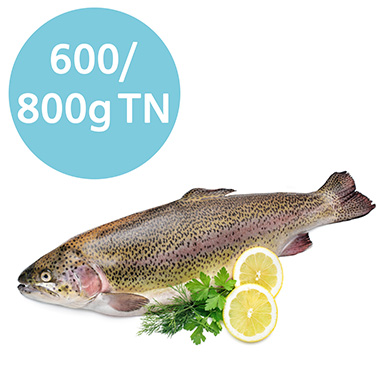 LACHSFORELLE 600-800g TN