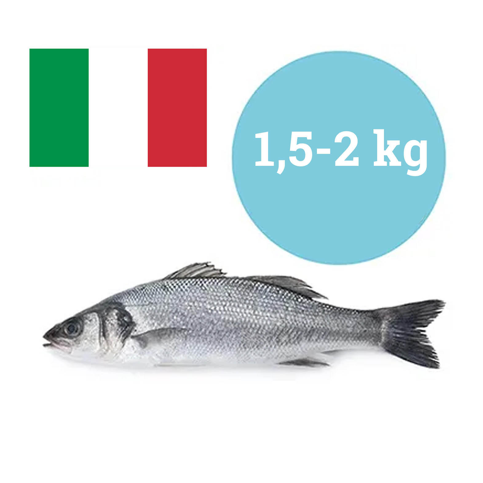 BRANZINO ITALIA 1,5-2 kg ALLEVATO