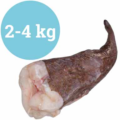 CODA PESCATRICE 2kg+