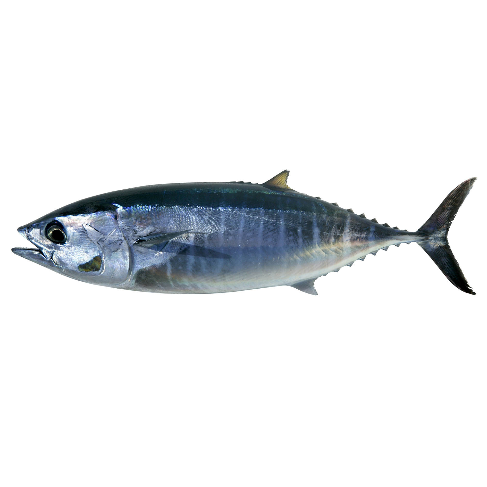 ROTER THUNFISCH 30-50kg WILDFANG