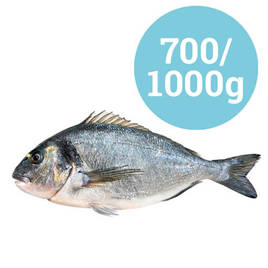 ORATA ORBETELLO 700-1000g ALLEVATA