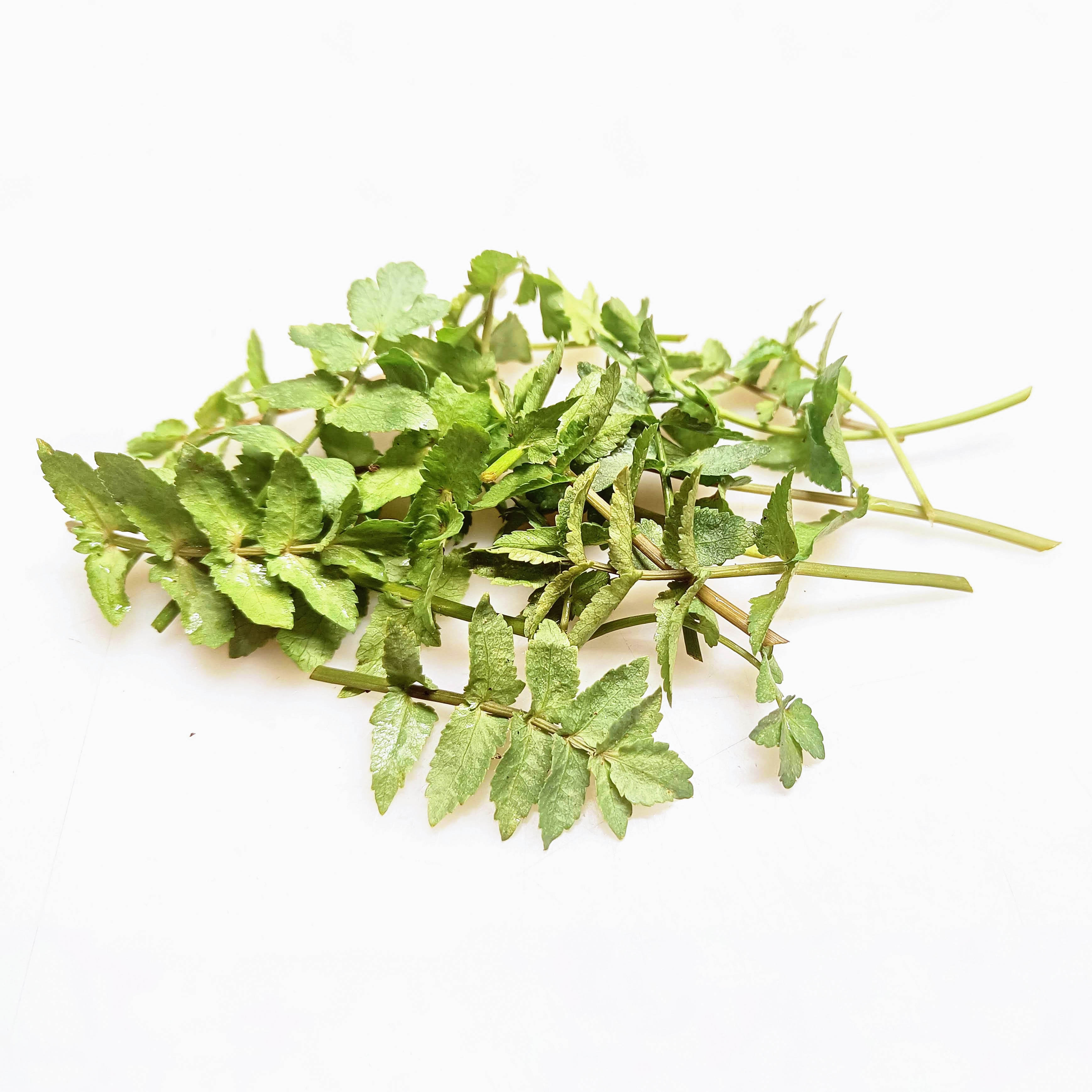 ALPIN HERBS 40 SEDANO DA TAGLIO 10g