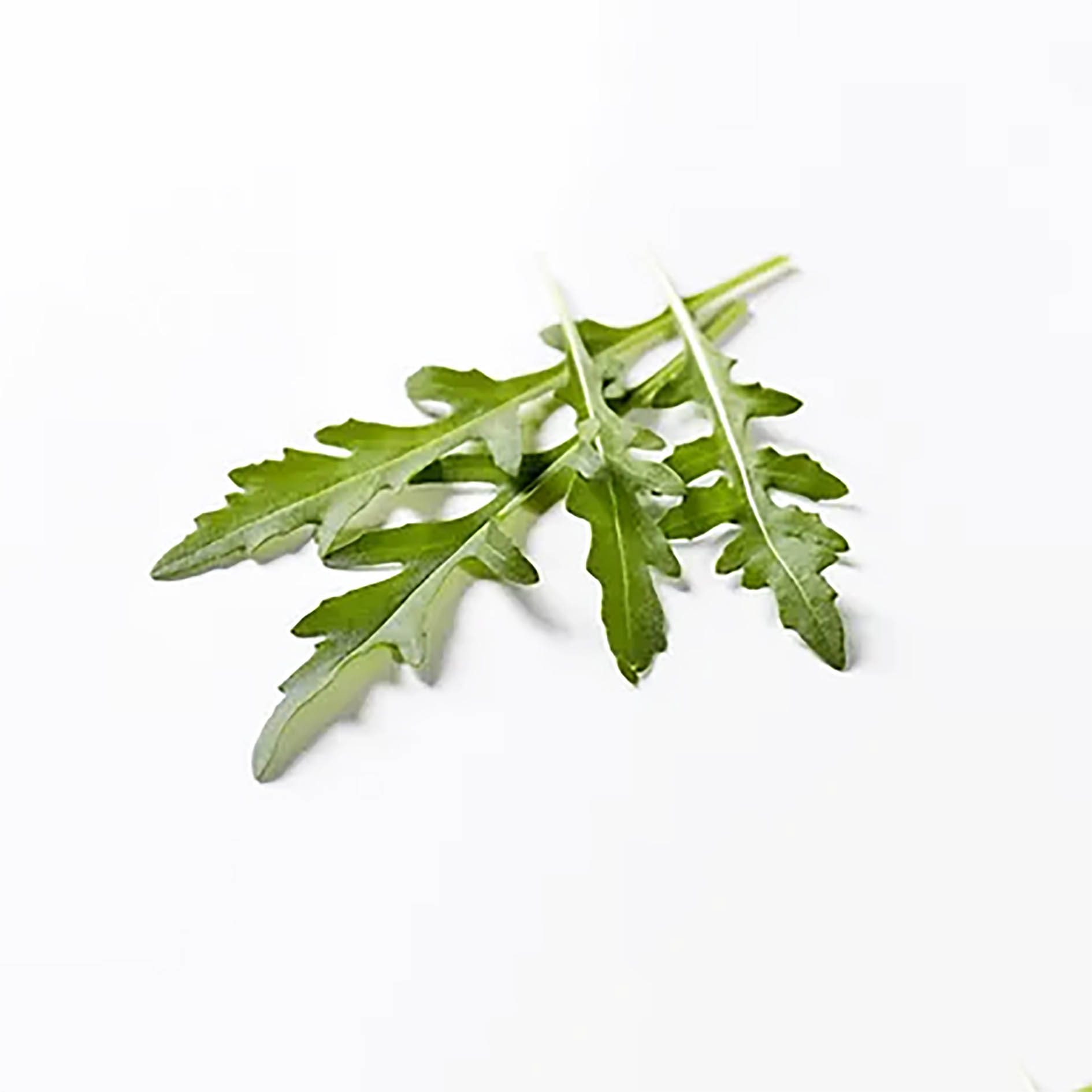 ALPIN HERBS WASABI RAUKE/RUCOLA 35 BLÄTTER 10g