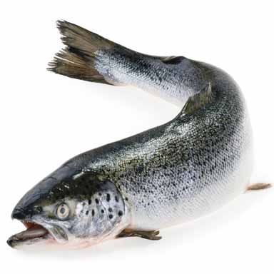 LACHS GEZÜCHTET FARÖER 5-6kg