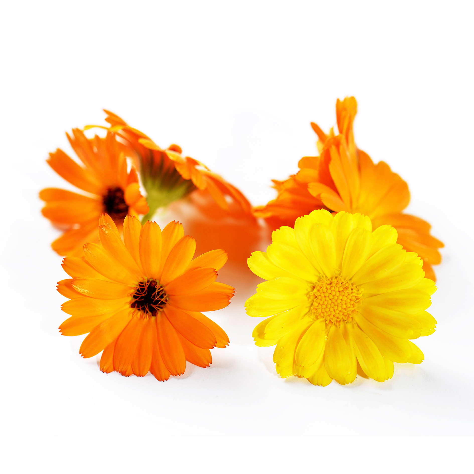 ALPIN HERBS 10 FIORI DI CALENDULA 10g