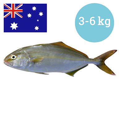 BERNSTEINFISCH GELBSCHW. AUSTRALIEN 3-6 kg GEZ.