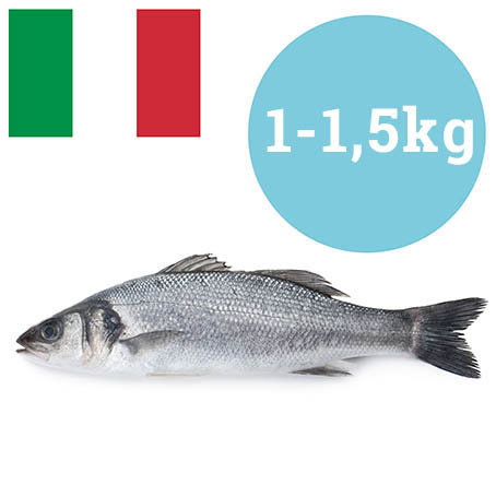 BRANZINO ITALIA 1-1,5 kg ALLEVATO