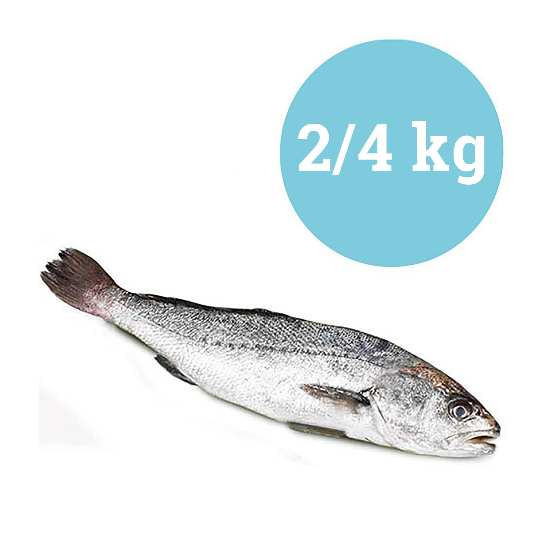 LECCIA MITTELMEER 2-4kg