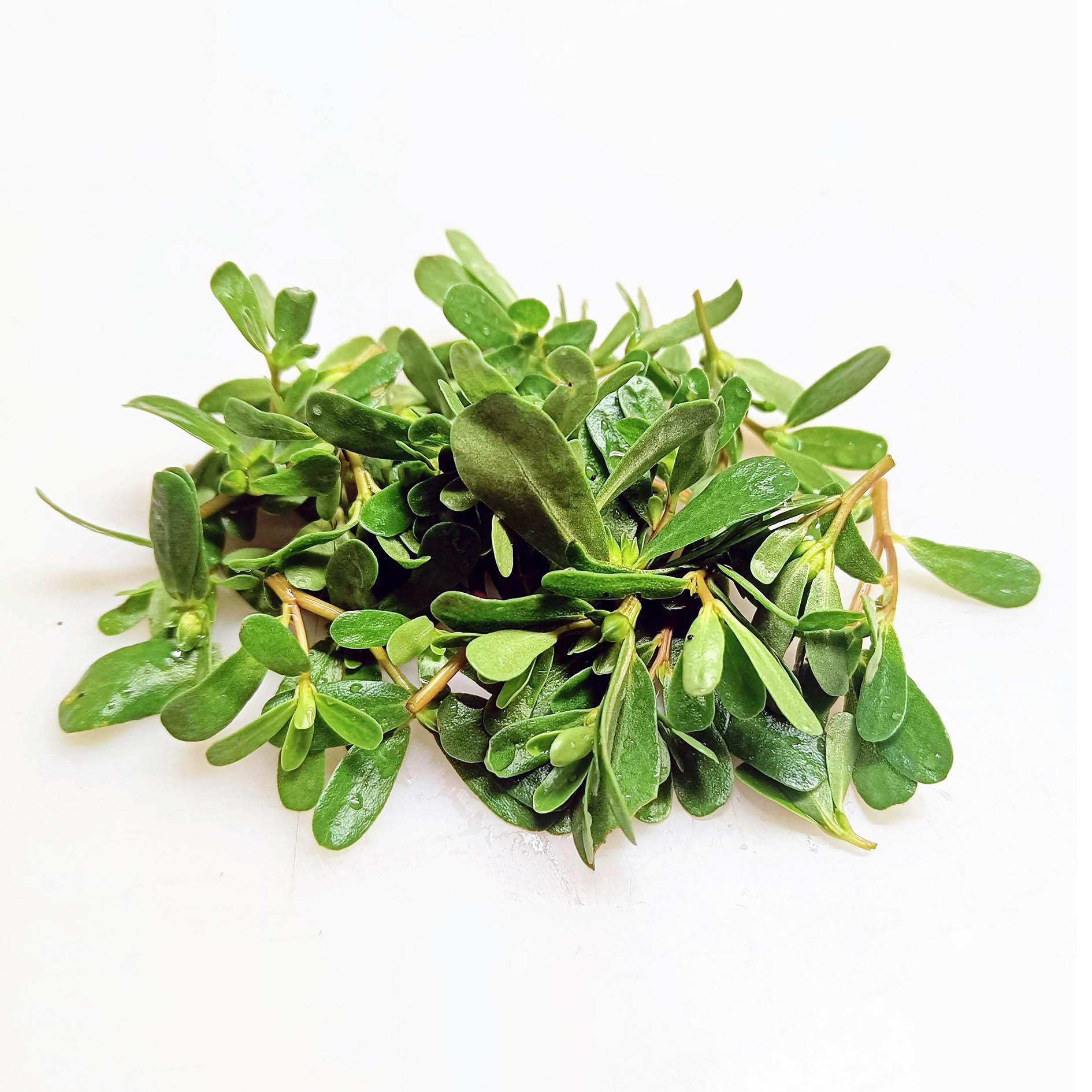 ALPIN HERBS 50 FOGLIE DI PORTULACA 10g