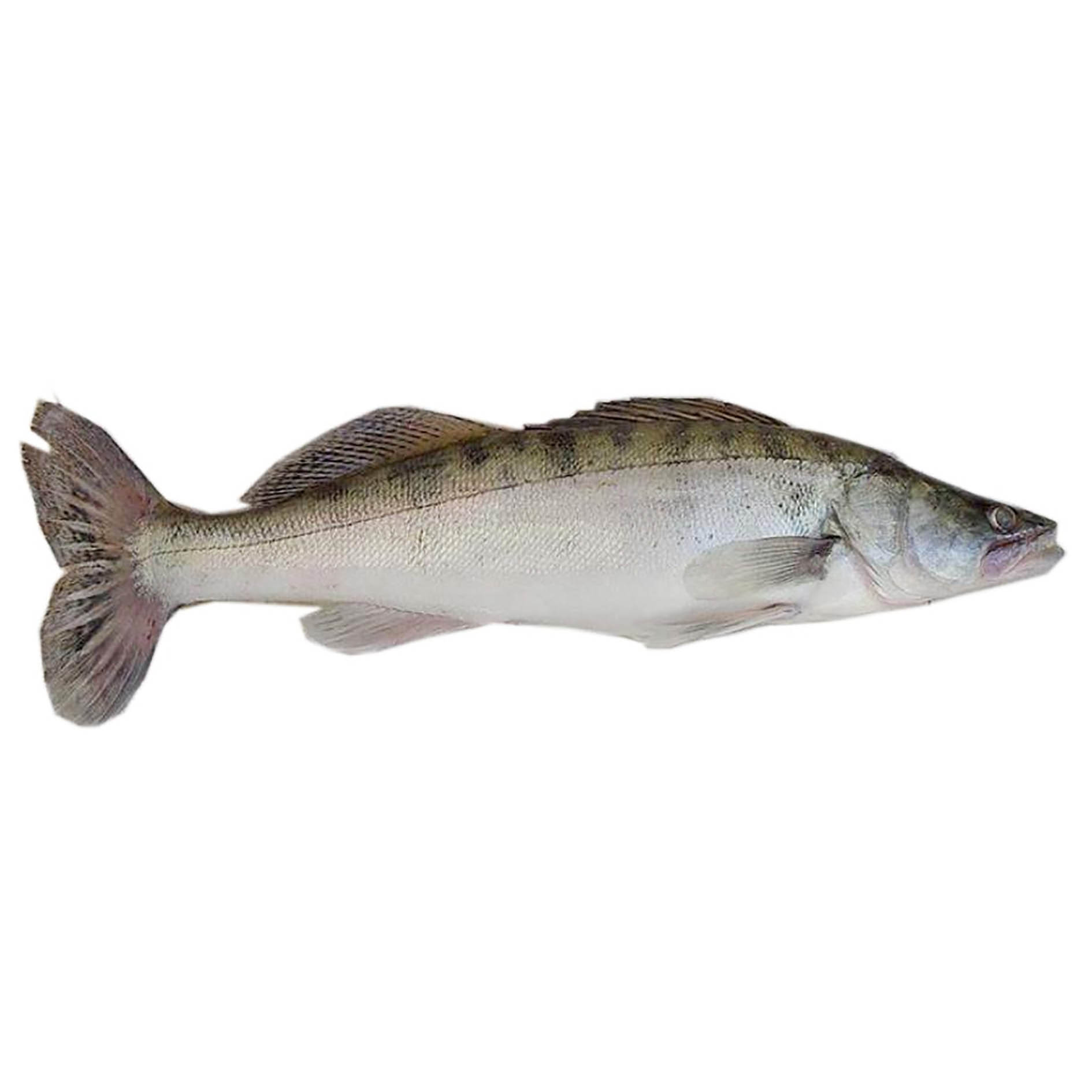 ZANDER GANZ 2-4kg ITALIEN