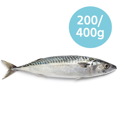 MAKRELEN 200-300g FRANCIA