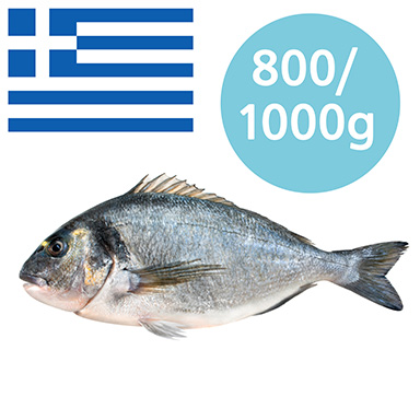 ORATA GRECIA 800-1000g ALLEVATO