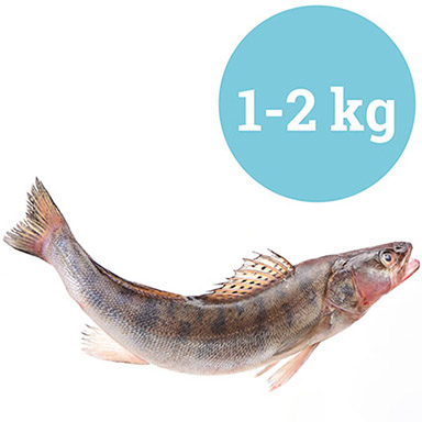 ZANDER GANZ DÄNEMARK 1-2kg GEZUECHTET