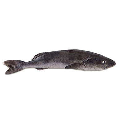 MERLUZZO CARBONARO BLACK COD 1,8-2,7kg FRESCO