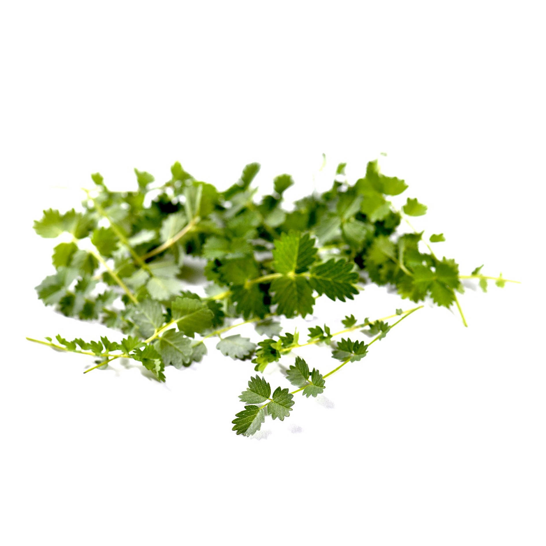 ALPIN HERBS 40 PUNTE DI PIMPINELLA 10g