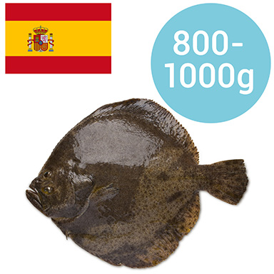 STEINBUTT PORTUGAL 1-1,5 kg GEZÜCHTET