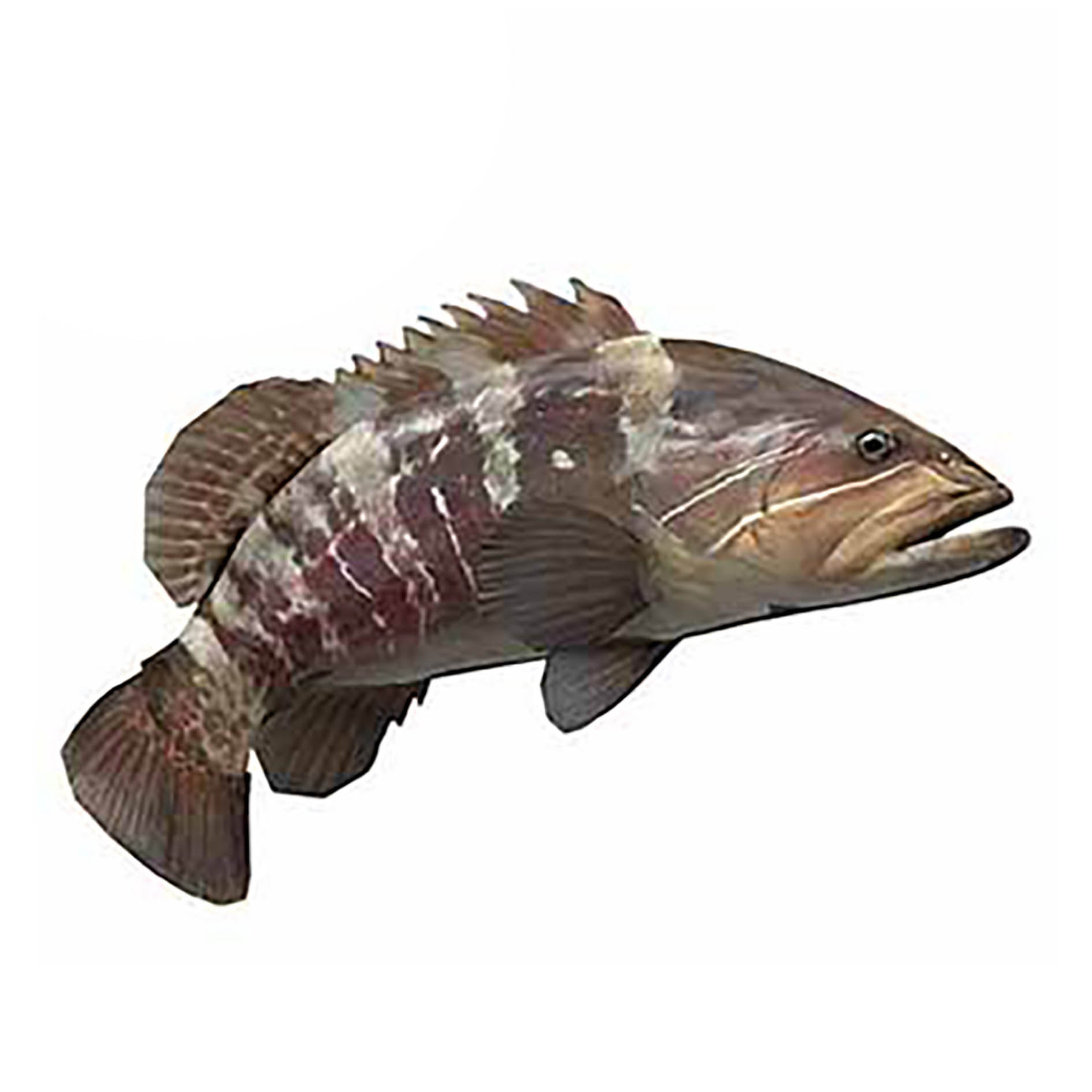 CERNIA BIANCA PESCATA 1-2kg